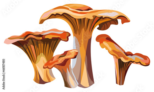 Mushrooms