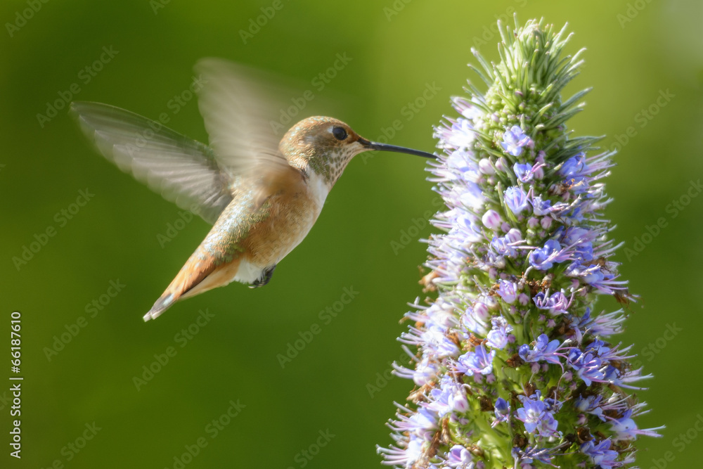 Fototapeta premium Karmienie kolibrów