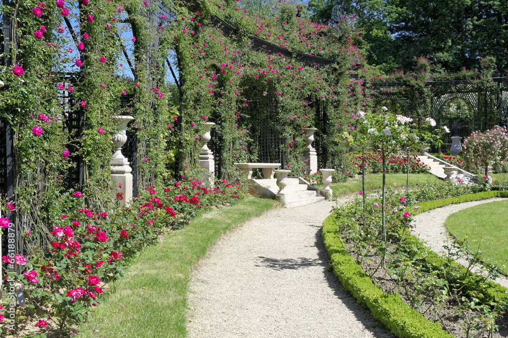 Fototapeta premium Roseraie 7