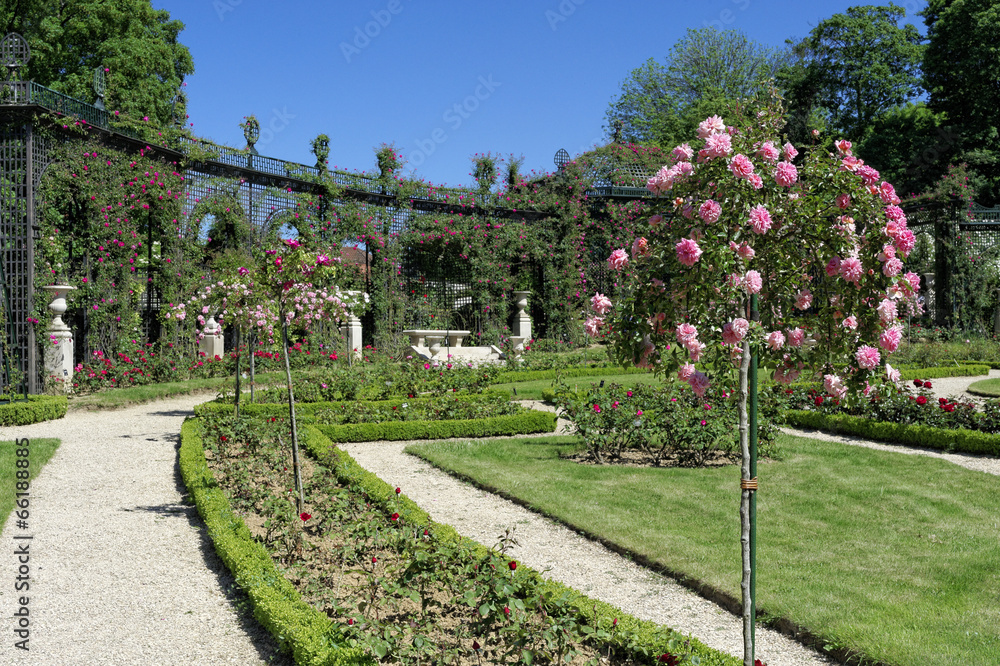 Fototapeta premium Roseraie 8