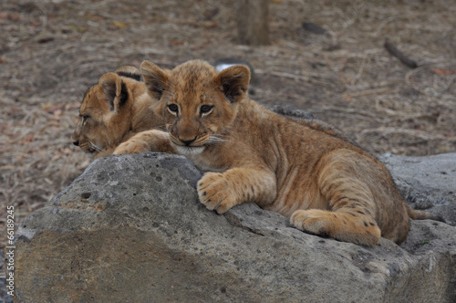 lion cub lionceaux