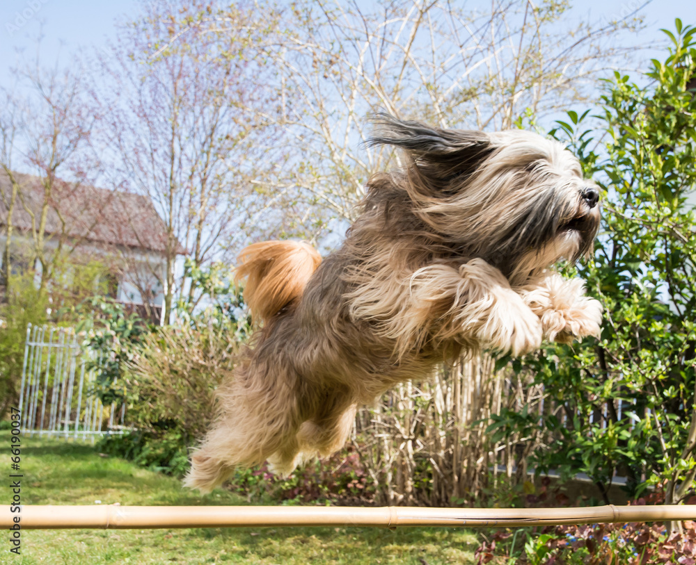 Ταπετσαρία Tibetan Terrier Dog in Action