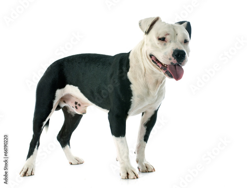 Slika na platnu american staffordshire terrier