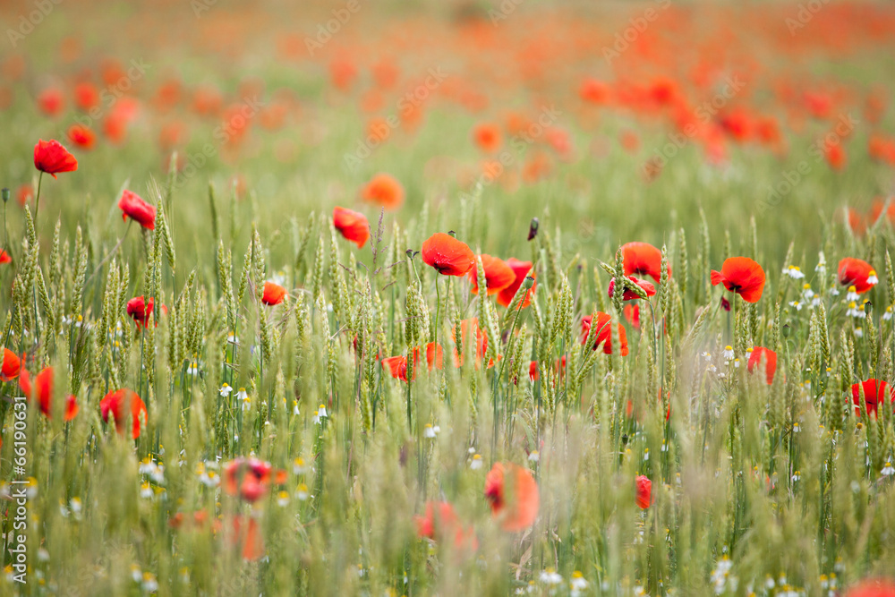 Mohn Mohn