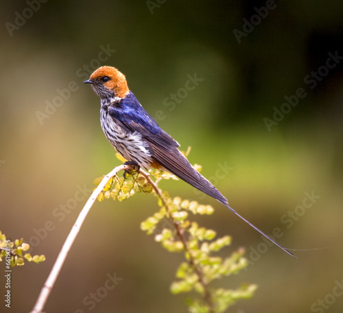 striped swallow on perch