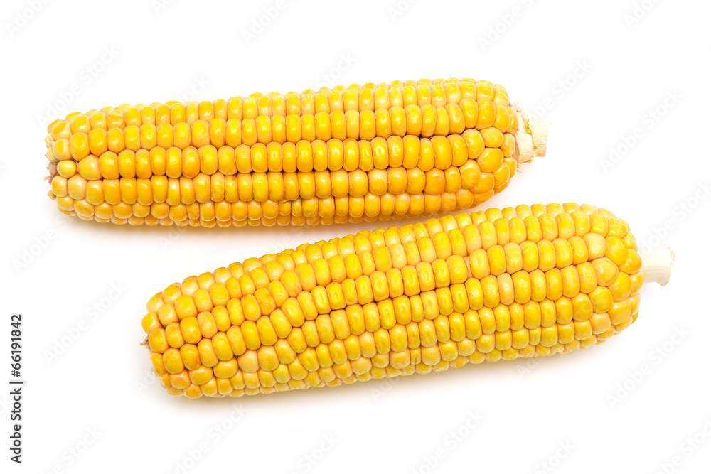 corn on the cob on a white background corn on the cob on a white background