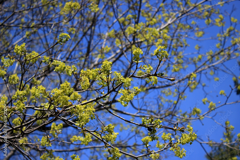 Flowers of maple against blue sky background