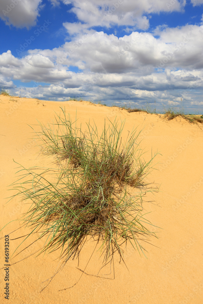 bush in sand desert