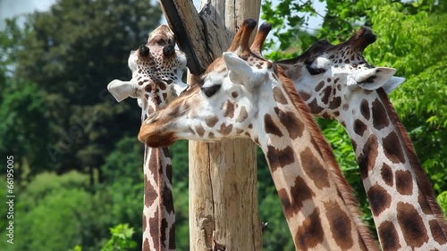 The herd of three Rothschild Giraffe photo