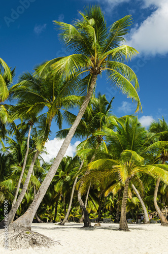 Photography Paradise beach with palm trees on white sand