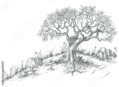 Olive tree graphic