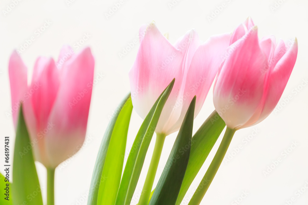 Fototapeta premium Soft flowers of tree pink tulips