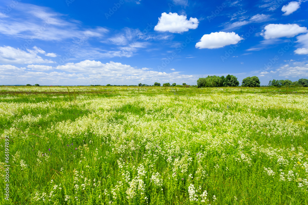 Meadow Meadow
