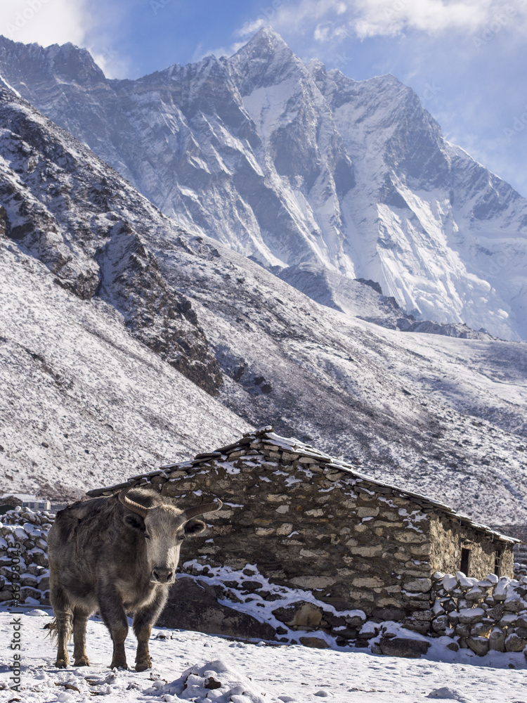 Yak in Front of Village House, Everest Region, Nepal Yak in Front of Village House, Everest Region, Nepal