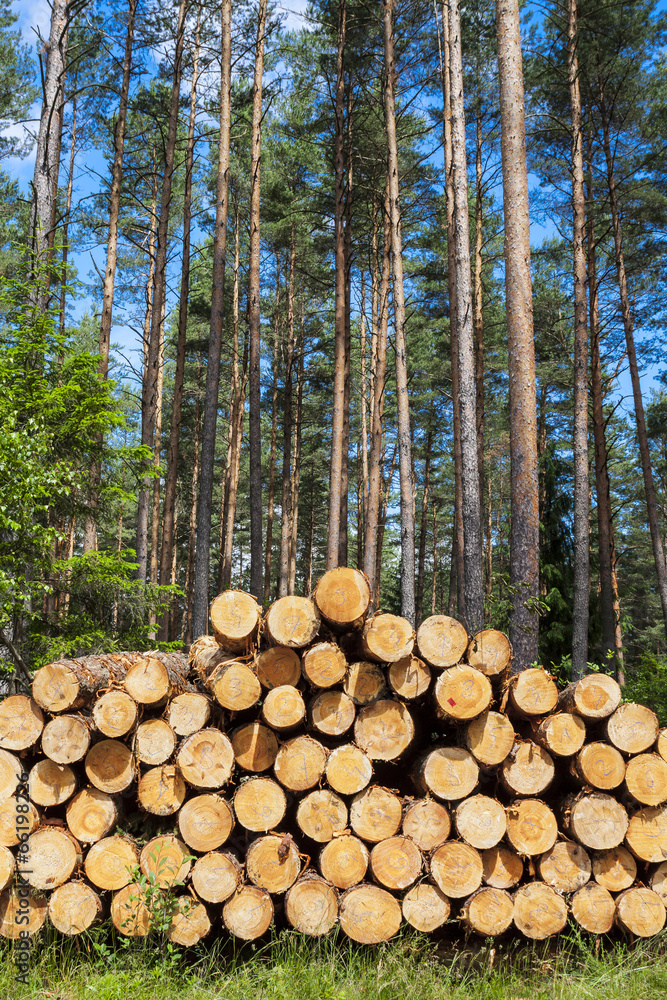 Felling of the forest, wood for fireplaces..