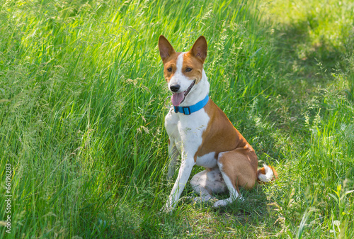 Cute basenji dog having rest in spring grass