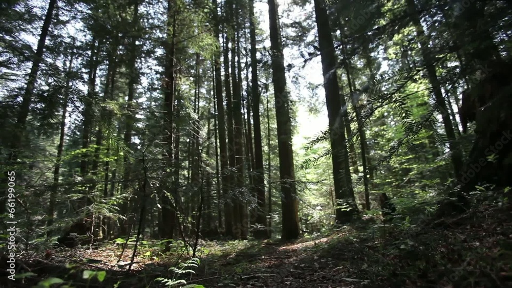 beautiful green forest beautiful green forest