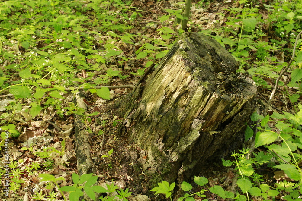 stump in landscape stump in landscape