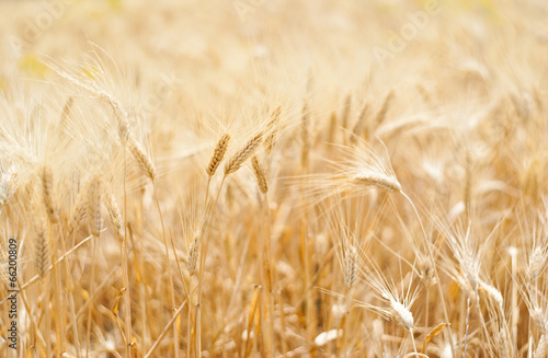Wheat and ear of wheat