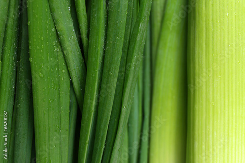 Green onion, close up