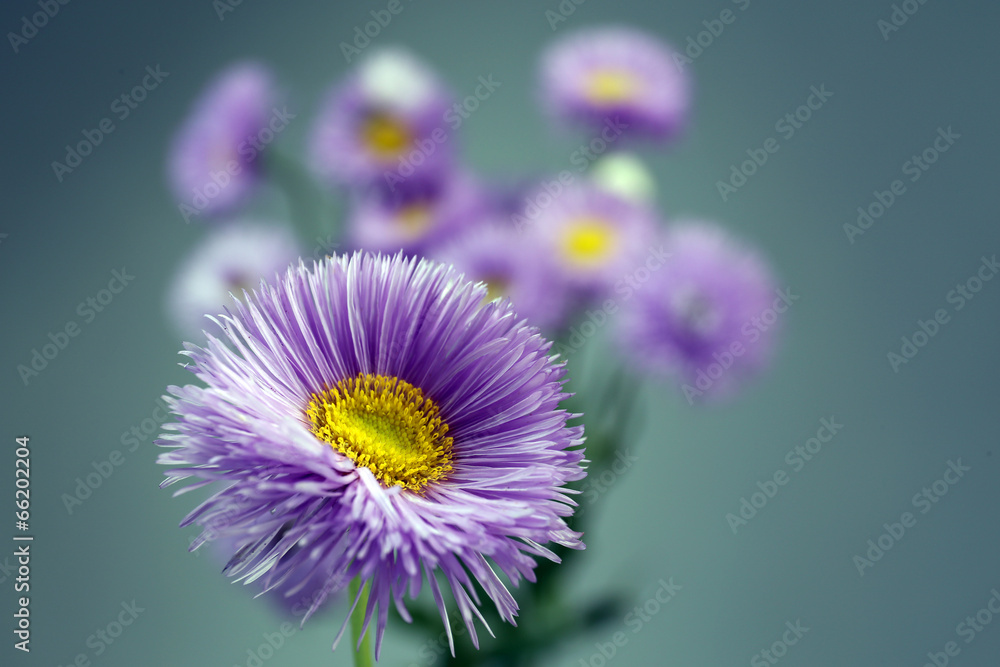 Fototapeta premium Beautiful wild flowers on grey background