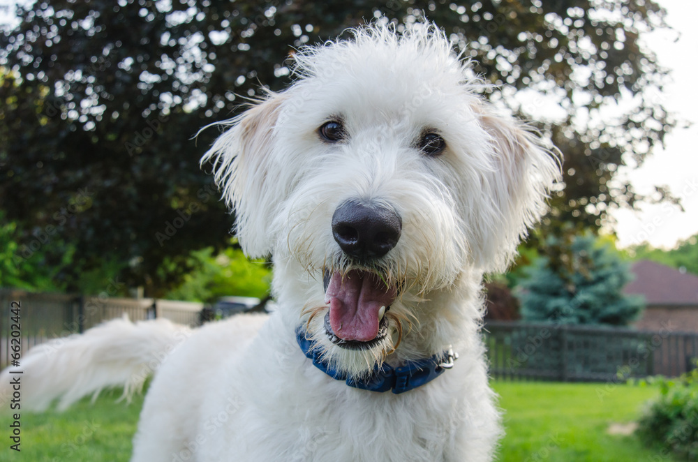 Curious Dog Looks at Camera