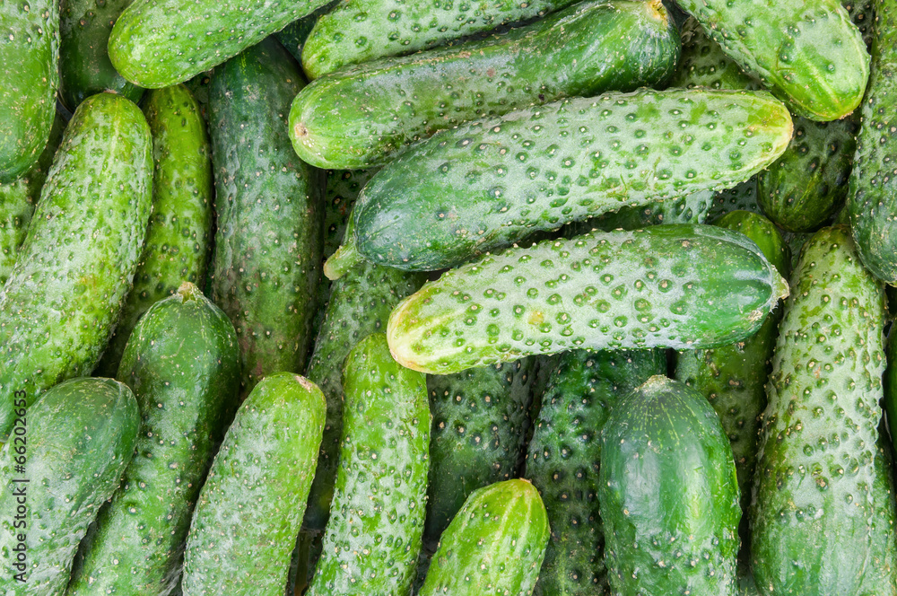 Background made of cucumbers Background made of cucumbers