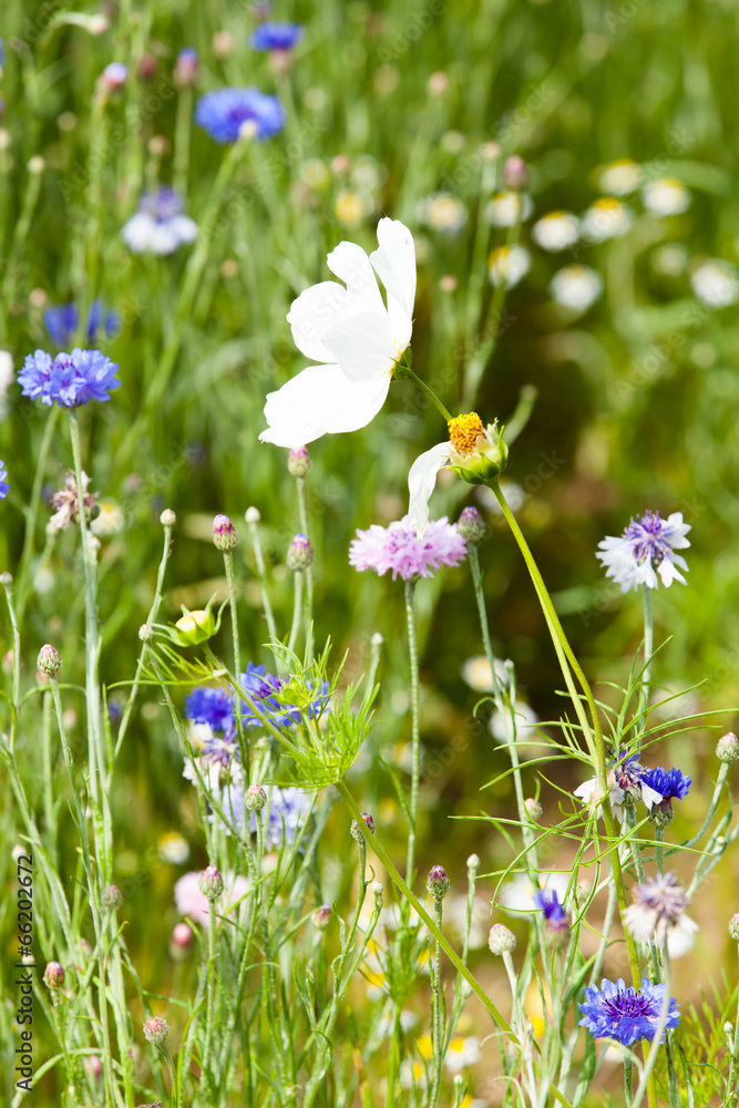 flower meadow