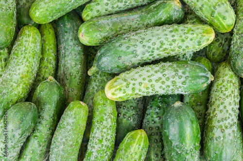 Background made of cucumbers