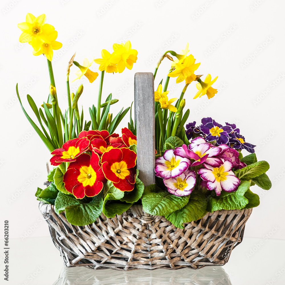 Primulas. Basket of Spring Flowers
