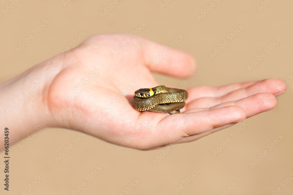 Obraz premium Little snake in male hand