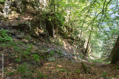 Obraz na płótnie Versant abrupt en forêt