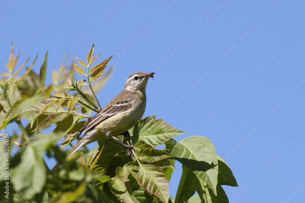 Fototapeta premium Yellow wagtail