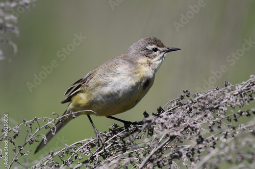 Yellow wagtail