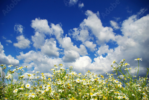 camomile flowers photo