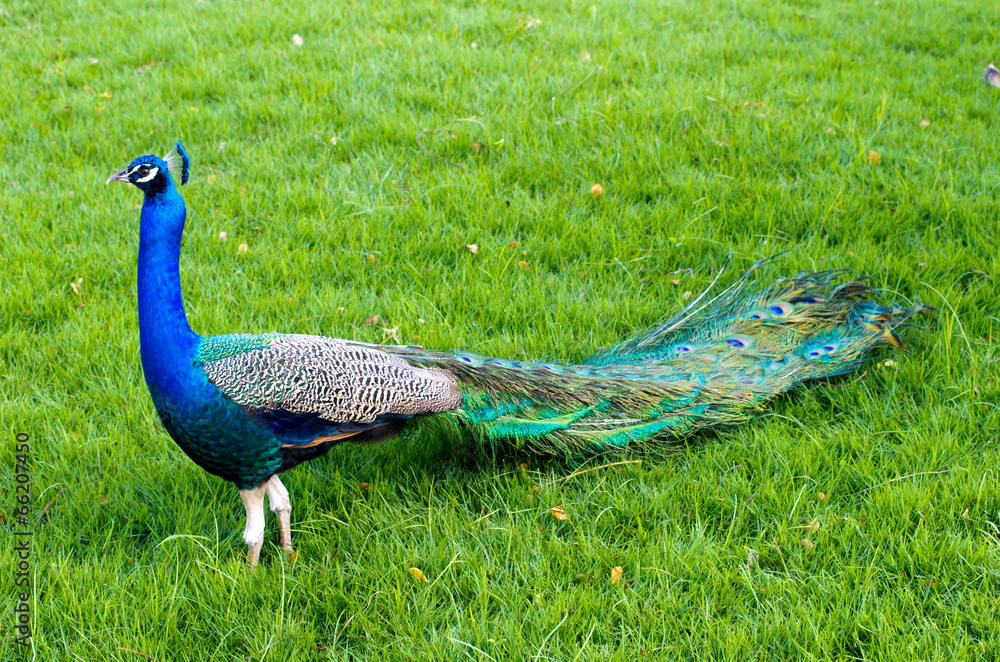 Obraz premium peacock