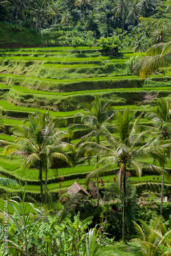 Step fields in Bali