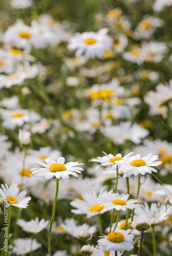 Closeup of flowering ox-eye daisies