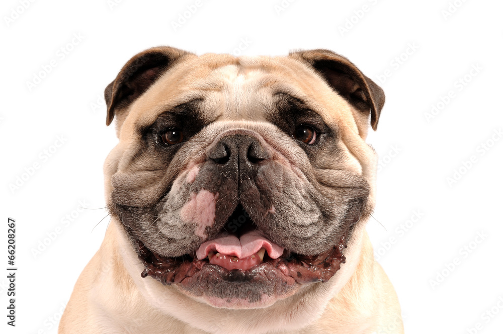 Englische Bulldogge Kopfportrait Englische Bulldogge Kopfportrait