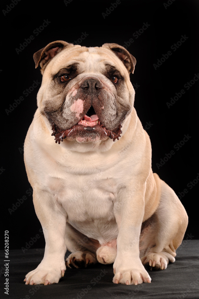 Englische Bulldogge sitzend auf Schwarz Englische Bulldogge sitzend auf Schwarz