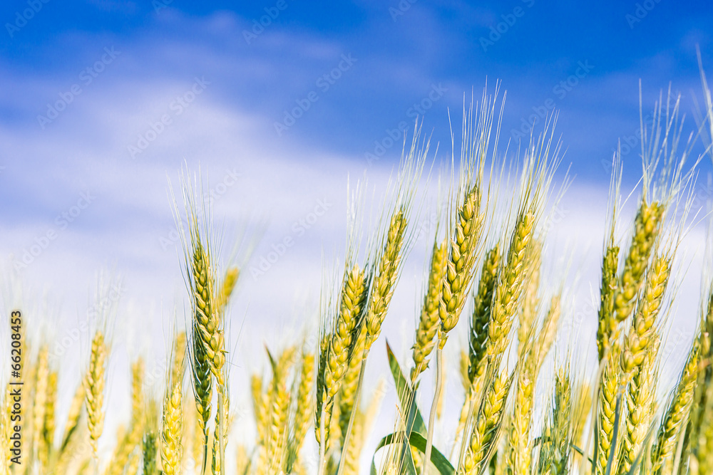 Obraz premium spikelets of wheat on the field on blue sky