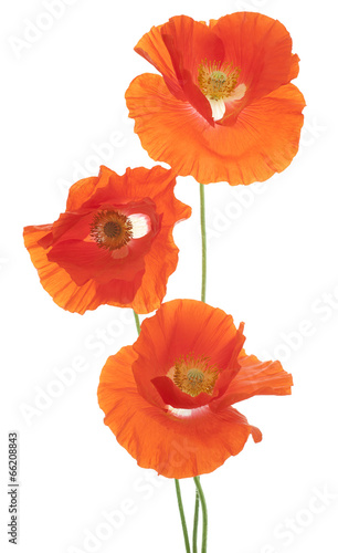 Fototapeta Naklejka Na Ścianę i Meble -  poppy