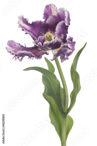 Fototapeta Naklejka Na Ścianę i Meble -  tulip