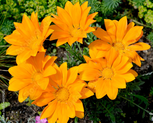 Flowers of a gatsaniya hardish (Gazania rigens (L. ) Gaertn. ) photo