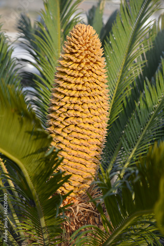 Closeup of cone of Cycas revoluta