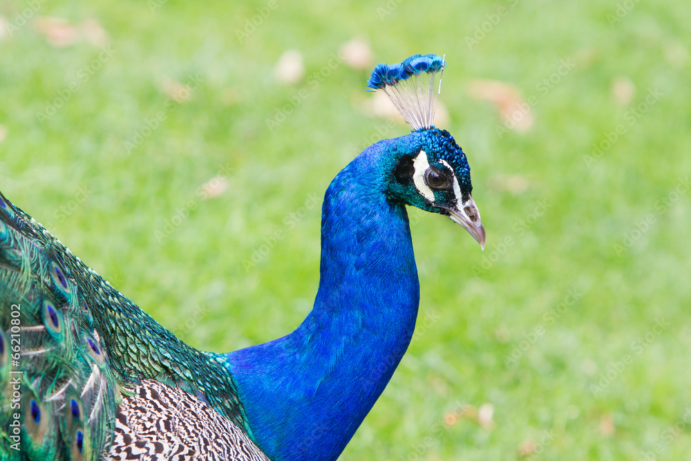 Fototapeta premium Portrait of an Indian peafowl
