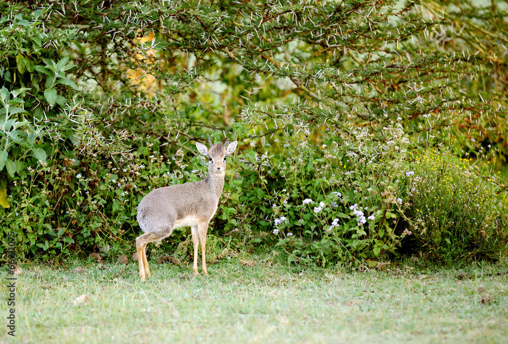 A beautiful Dik Dik antelope near Lake Naivasha A beautiful Dik Dik antelope near Lake Naivasha