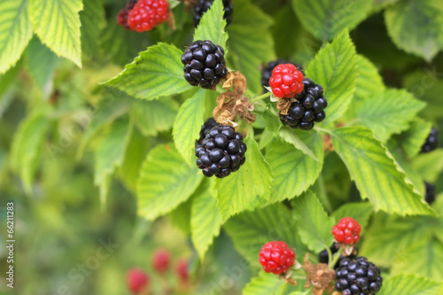 Close up of Blackberries