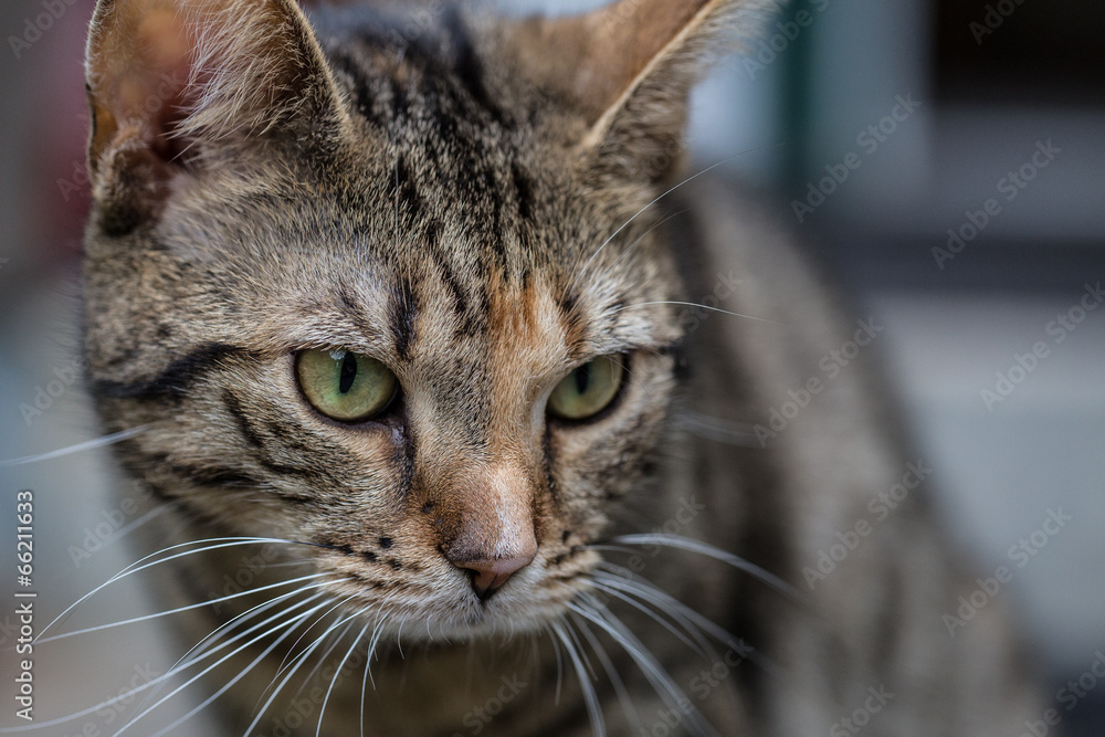 Katze Katze