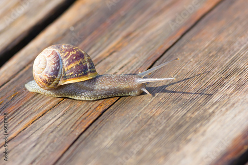 Snail © FPWing